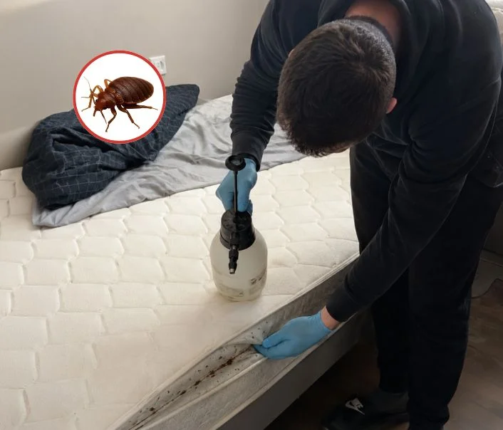 Technicien traitant un matelas contre les punaises de lit à Perthes